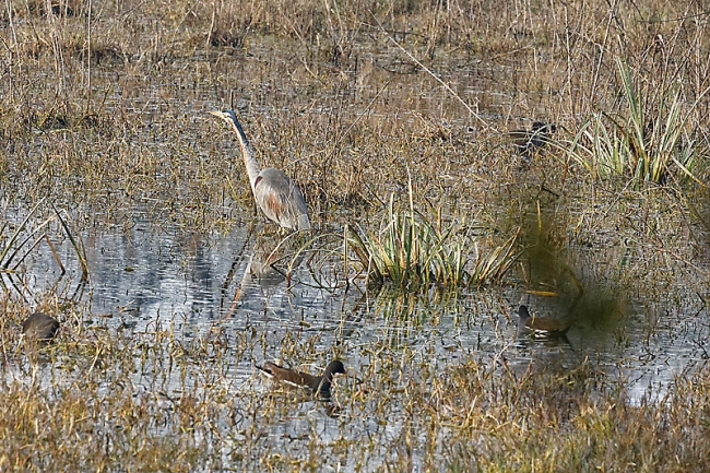 Keoladeo national park-083